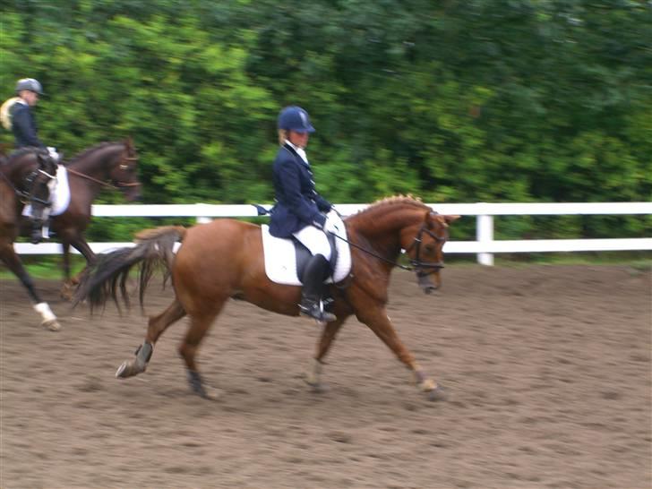 New Forest kantjes raimon billede 11