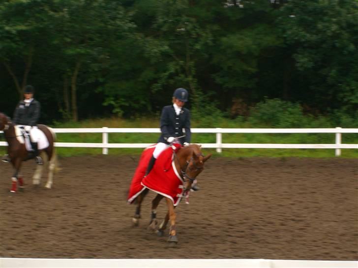 New Forest kantjes raimon billede 12