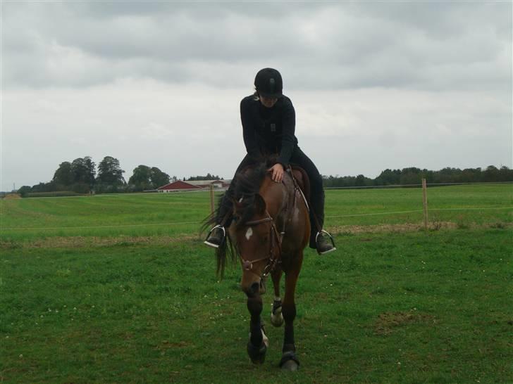 Welsh Partbred (Sec F)  Andy Capp billede 19