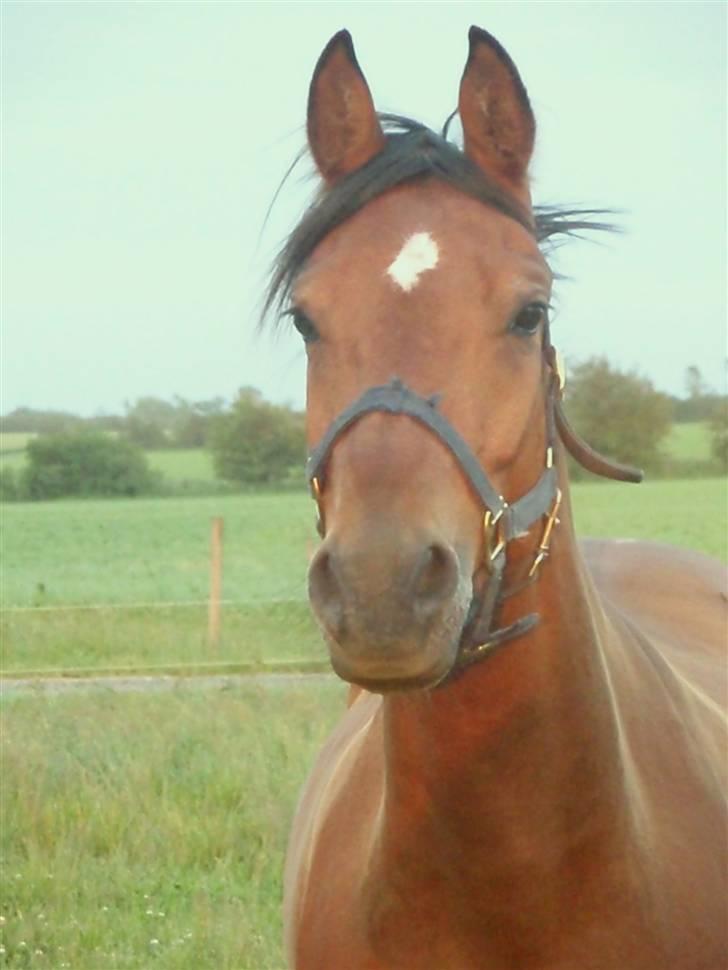 Welsh Partbred (Sec F)  Andy Capp - Hygge dag med Vildbassen. FotoGraf: Anna ($TSG$) billede 20
