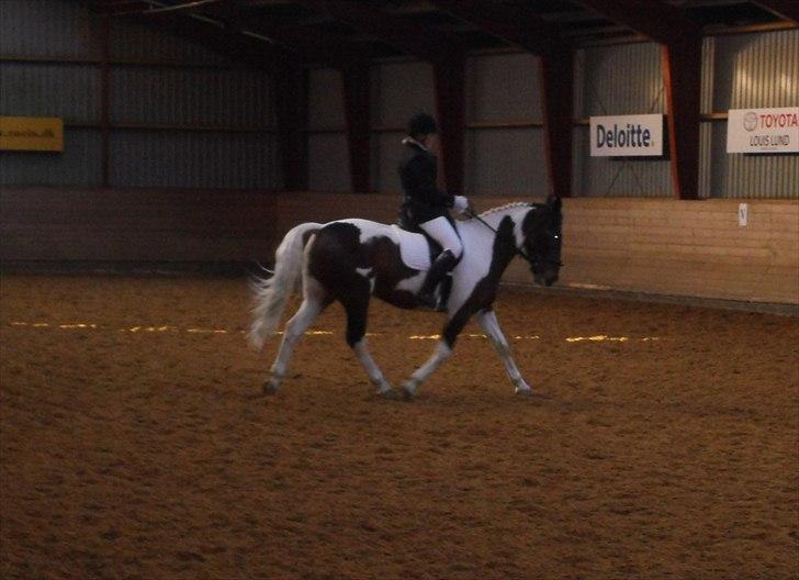 Anden særlig race Topper Amante - LC3 på EOR en 2 plads red til 68,75 % det bedste stævner ind til vidre  [fotograf : Nicoline] billede 6