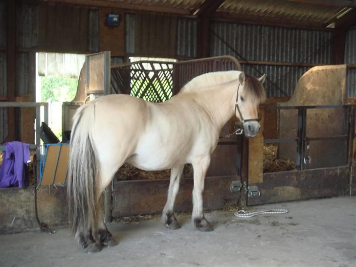 Fjordhest Bailey billede 6