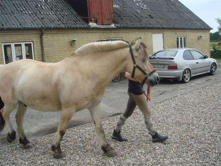 Fjordhest Bailey billede 7