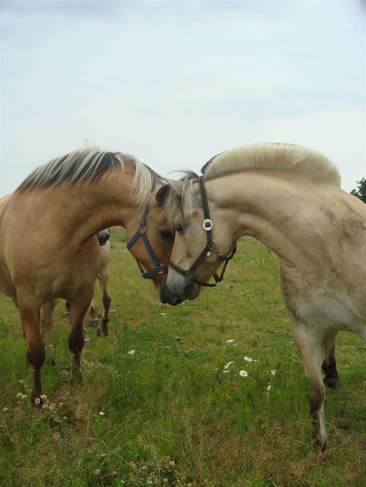 Fjordhest Bailey billede 8