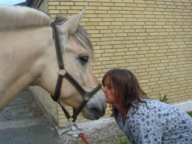 Fjordhest Bailey billede 9