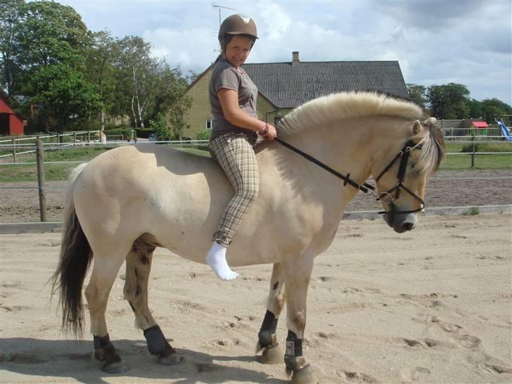 Fjordhest Bailey billede 10
