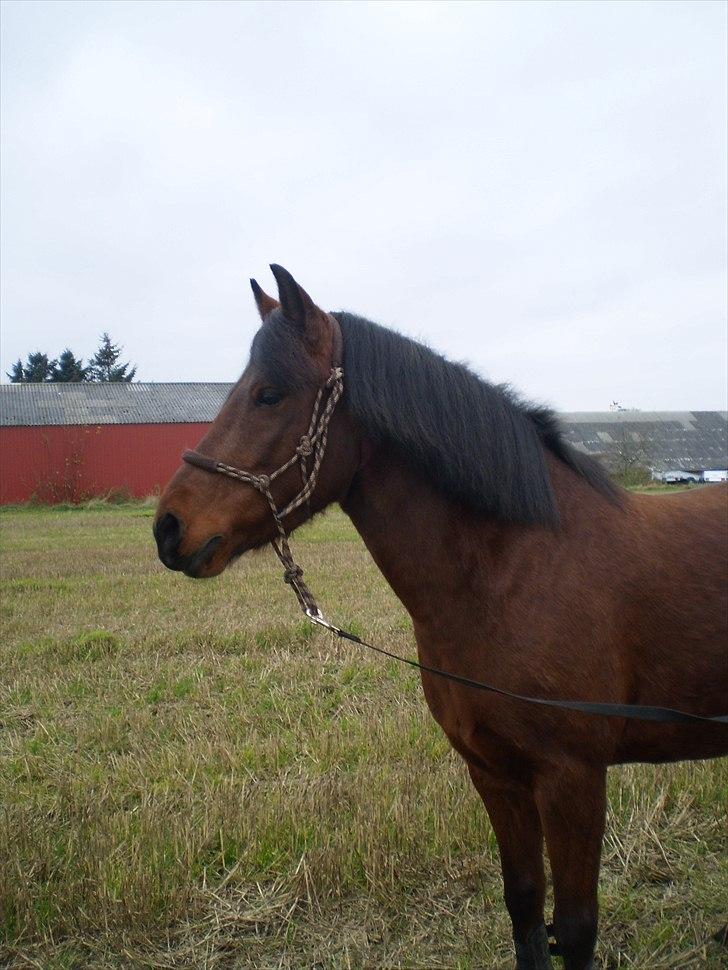 Anden særlig race Mabelle >min smukke< - ude på marken (2010) (fg. nete) billede 6