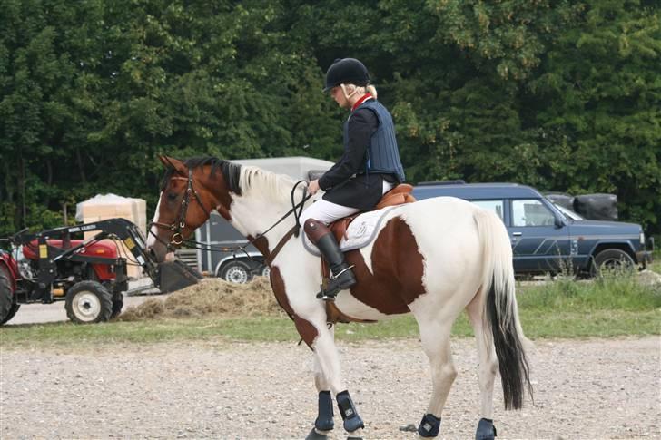 Svensk Varmblod Rodinne T billede 9