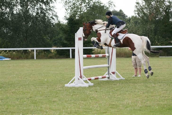 Svensk Varmblod Rodinne T billede 10