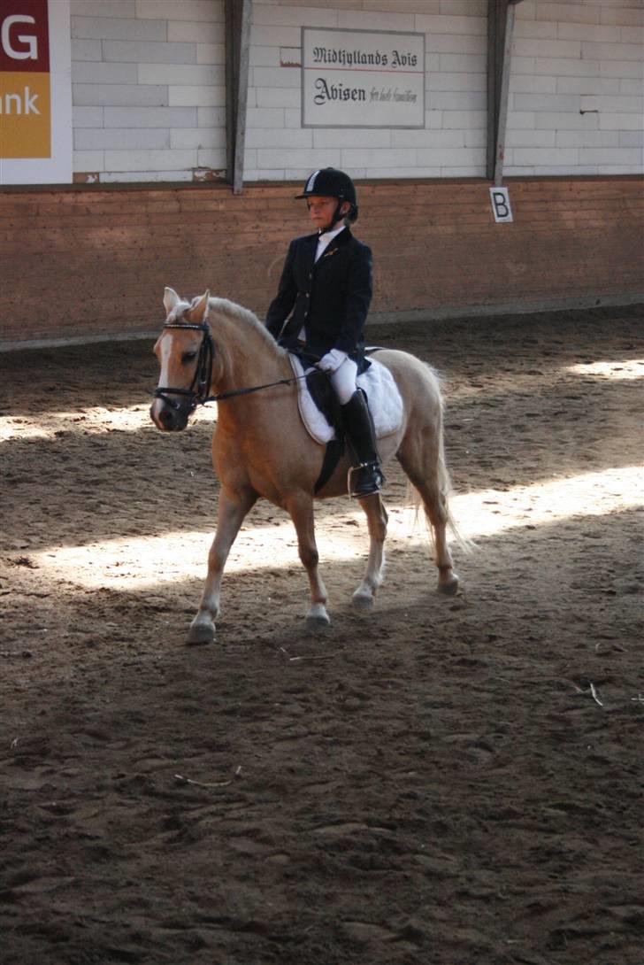 Palomino kosmo  - miin stjerne<3 billede 5