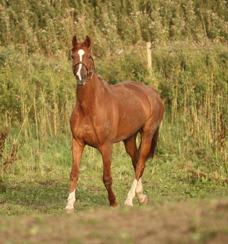 Dansk Varmblod Unicorn's Renoir (Røde) - Billede 3.    billede 5