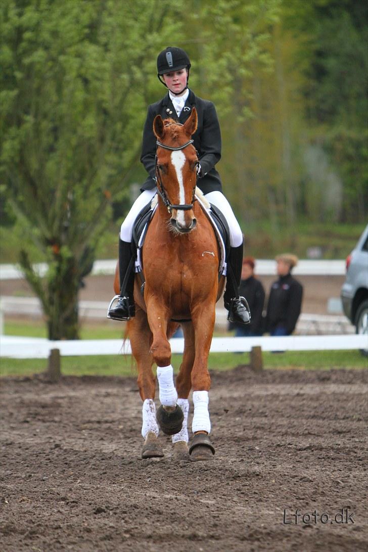 Dansk Varmblod Unicorn's Renoir (Røde) - Billede 6.   stævne på morsø 2010 billede 8