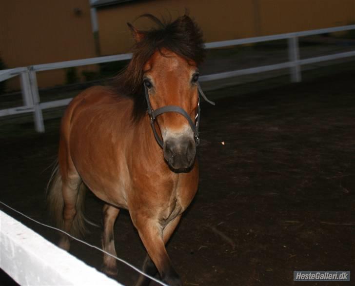 Anden særlig race Balder<3 Solgt 18/3.10:'( - Ridelejr på jordfolden (: billede 8