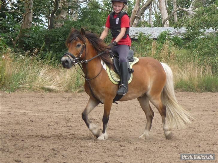 Anden særlig race Balder<3 Solgt 18/3.10:'( - Ridelejr billede 10