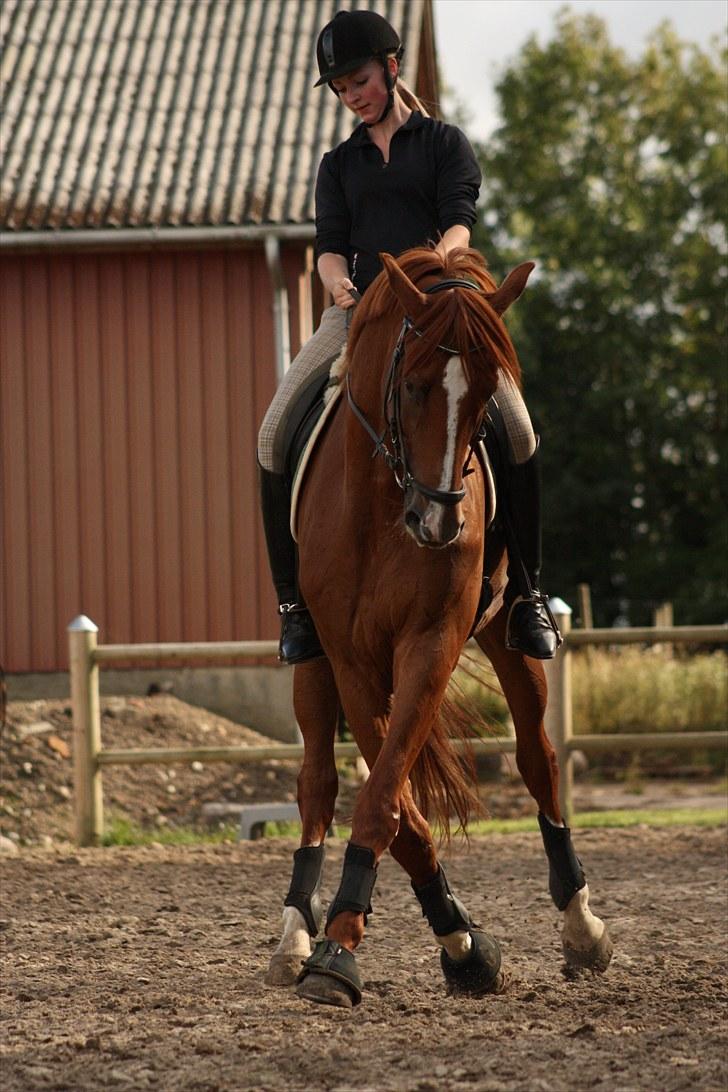 Dansk Varmblod Unicorn's Renoir (Røde) - Billede 9.   Foto; carina hjemme træning 2010 billede 11