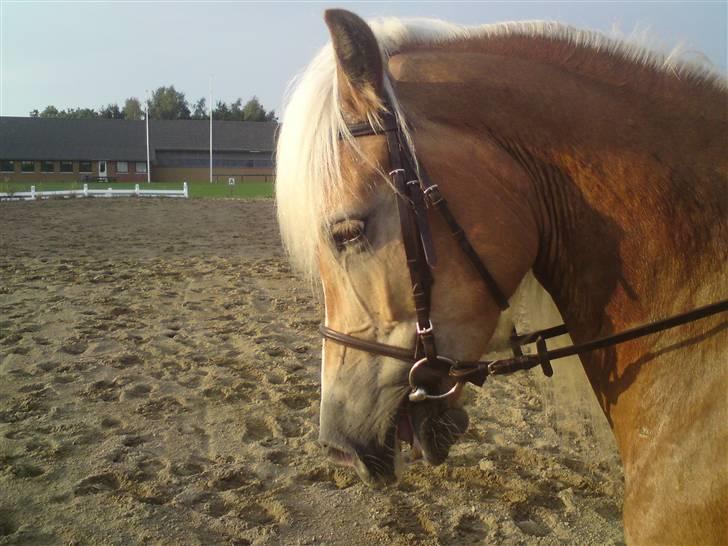 Tyroler Haflinger Fie **SOLGT** - Velkommen til min elskede fies profil :) billede 1