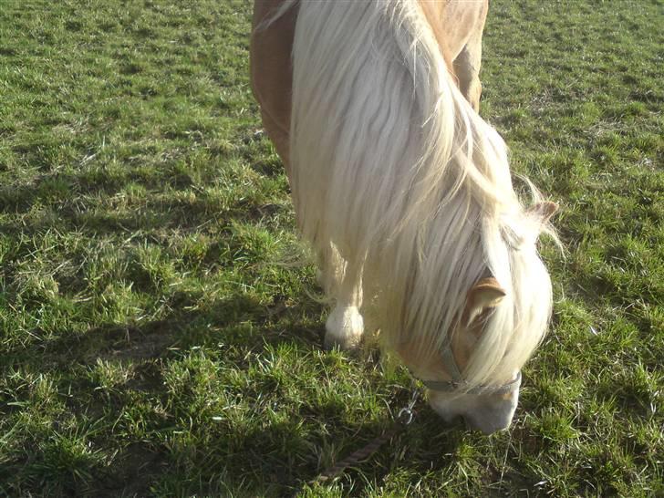 Tyroler Haflinger Fie **SOLGT** - det blæste godt på folden :) billede 4