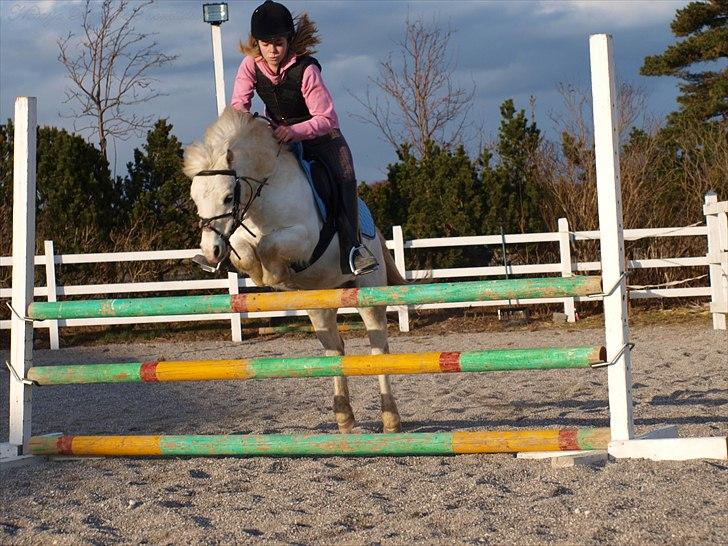 Welsh Mountain (sec A) Gribsvads Nielaus - Velkommen til Nielaus profil (-;  Tgaet af Natasja B. billede 1