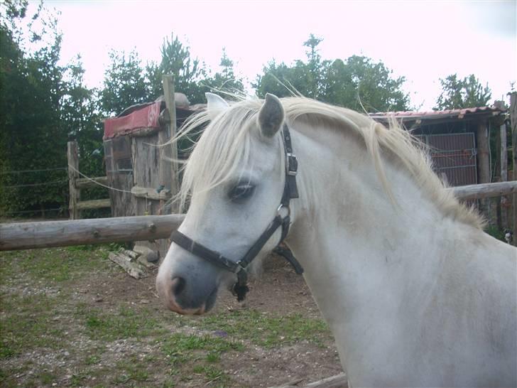 Welsh Mountain (sec A) Gribsvads Nielaus billede 2