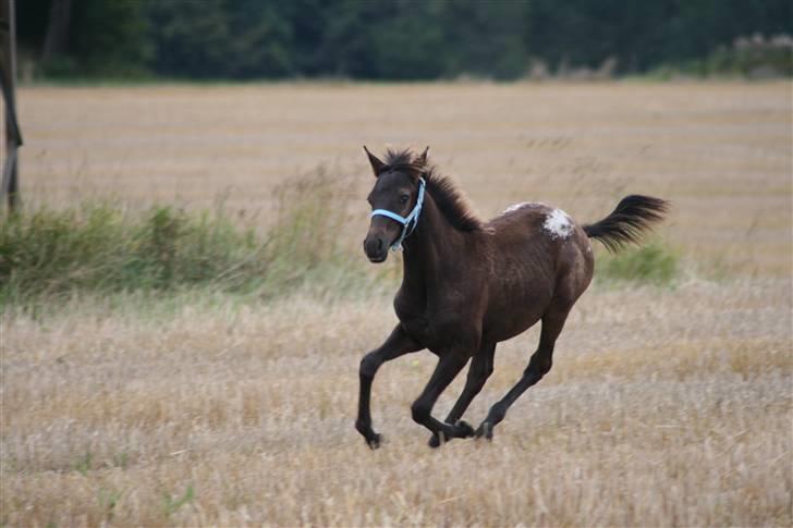 Anden særlig race FLYING MIGTHY MISS MAGPIE - August 2009...Migthy giver den max gas............ billede 12
