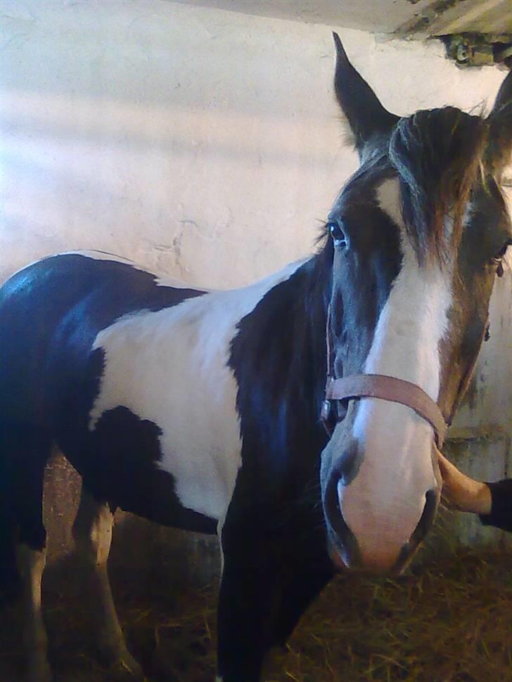 Pinto Mindy - [Red engang] billede 2