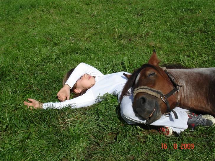 Anden særlig race Hedins anna-bella (solgt) billede 8