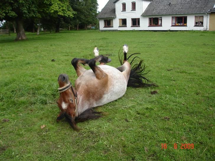 Anden særlig race Hedins anna-bella (solgt) billede 9