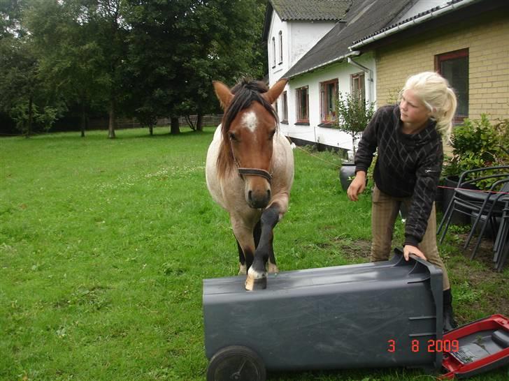Anden særlig race Hedins anna-bella (solgt) billede 10