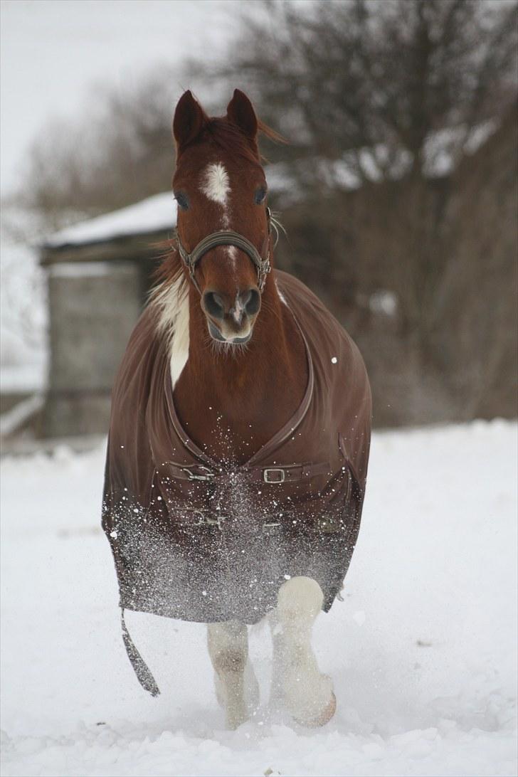 Anden særlig race Kenny<3<3 - Nu kommer JEG!! Foto: Mig billede 18