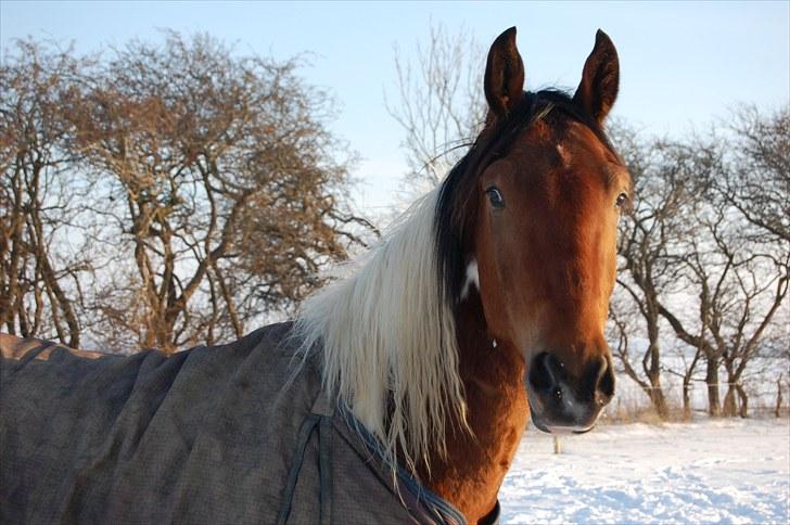 Pinto Højvang's Ikaros  - Smuksakken i sneen, vinteren 2009/10. billede 10