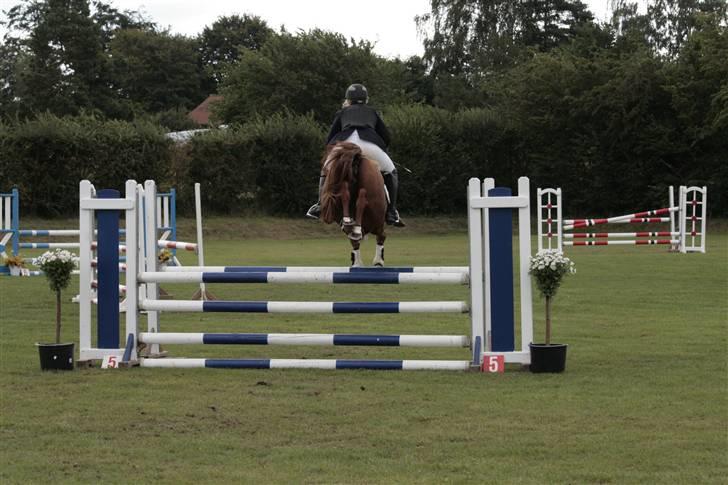 Sportsaraber (A) Alsita Ox  billede 17