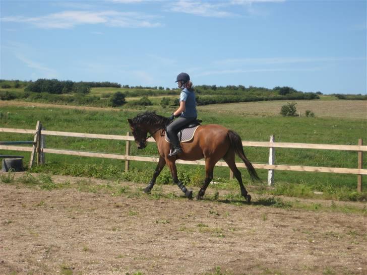 Anden særlig race Robin-Rider den ikke mere billede 10