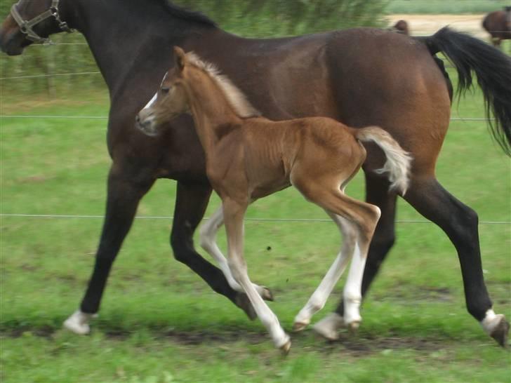 Dansk Varmblod A.B. Little Champ "SOLGT" billede 9