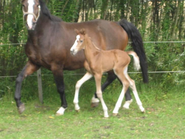 Dansk Varmblod A.B. Little Champ "SOLGT" billede 10