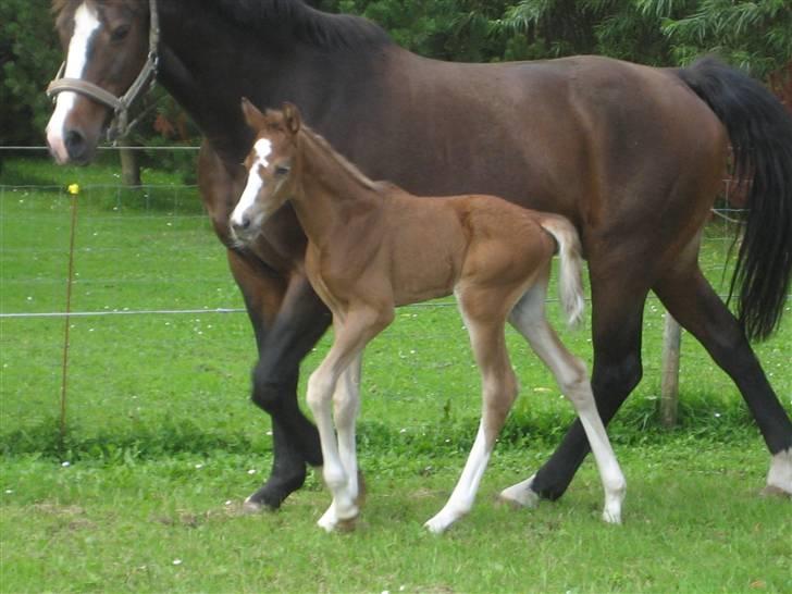 Dansk Varmblod A.B. Little Champ "SOLGT" billede 11