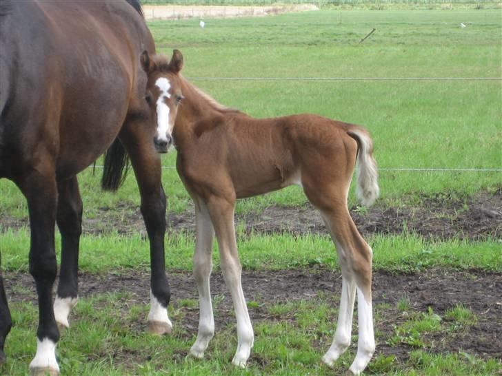 Dansk Varmblod A.B. Little Champ "SOLGT" billede 12