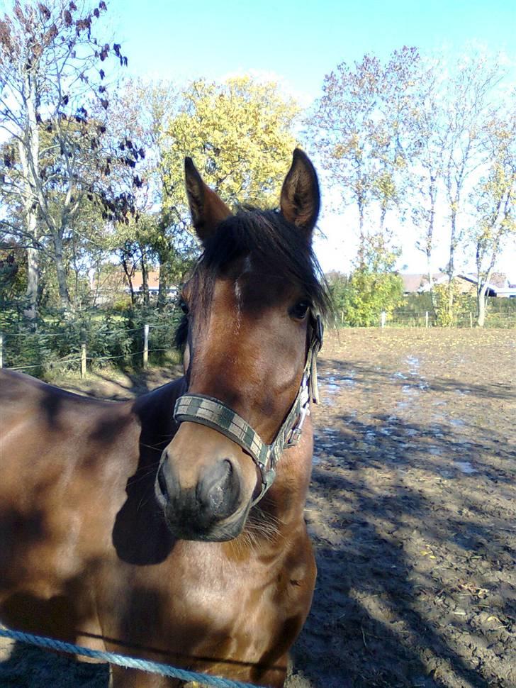 Anden særlig race Aukje "Lille'pigen" <3 - Foto: Anne Sofie Mortensen billede 2