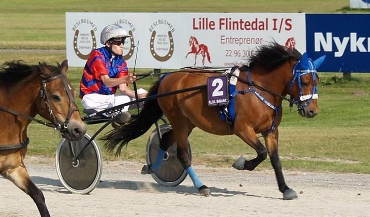 Gotlandsruss Guylian (s) billede 17