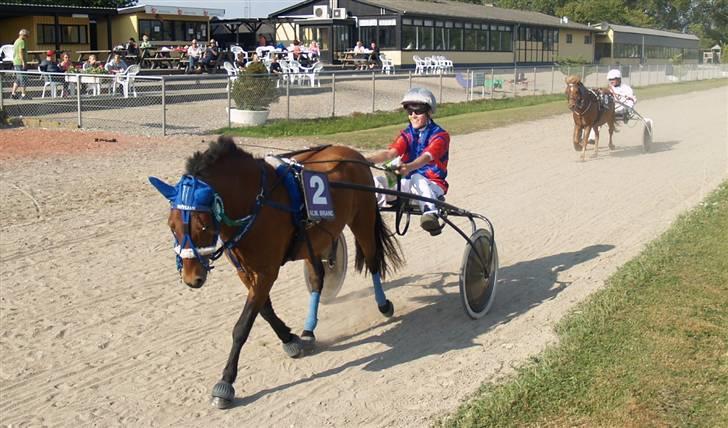 Gotlandsruss Guylian (s) billede 18