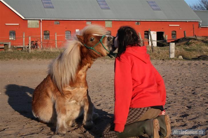 Shetlænder Bette Klaus - HIMMELHEST - Sidde på kommando + kysse :) Elsker den lille pony  billede 1