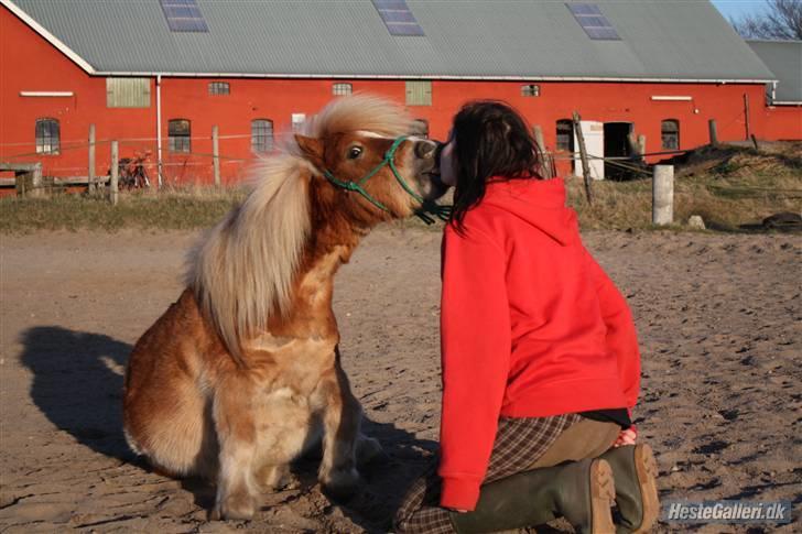 Shetlænder Bette Klaus - min hund :) - Sidde på kommando + kysse :) Elsker den lille pony  billede 1