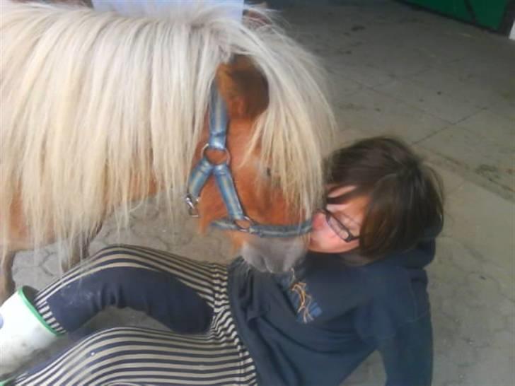 Shetlænder Bette Klaus - min hund :) billede 4