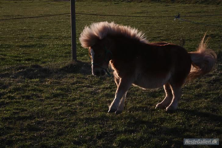Shetlænder Bette Klaus - HIMMELHEST - Vild pony XD billede 5