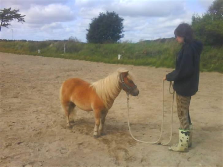 Shetlænder Bette Klaus - min hund :) - Åh, Bette billede 9
