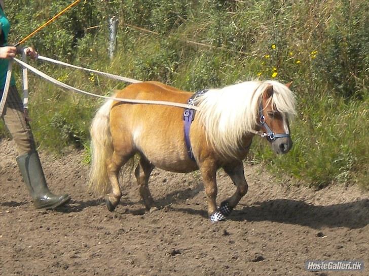 Shetlænder Bette Klaus - HIMMELHEST - Lange liner :) billede 10