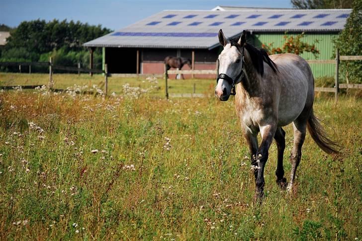 Holstener Fruerholms Agent (James) billede 1