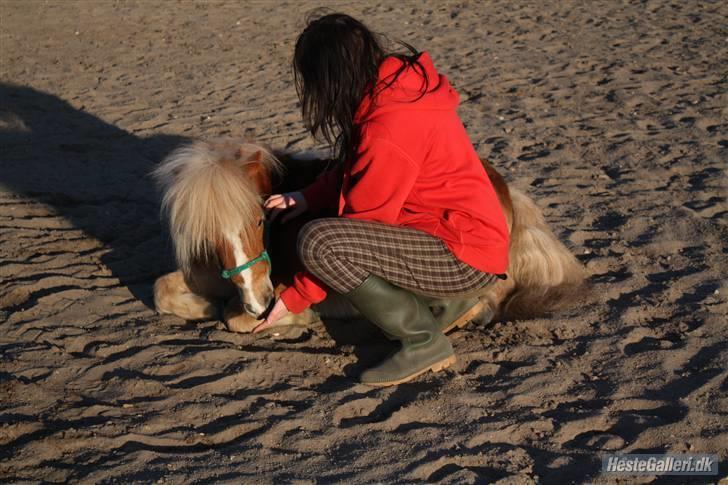 Shetlænder Bette Klaus - min hund :) - Bette ligger på kommando billede 12