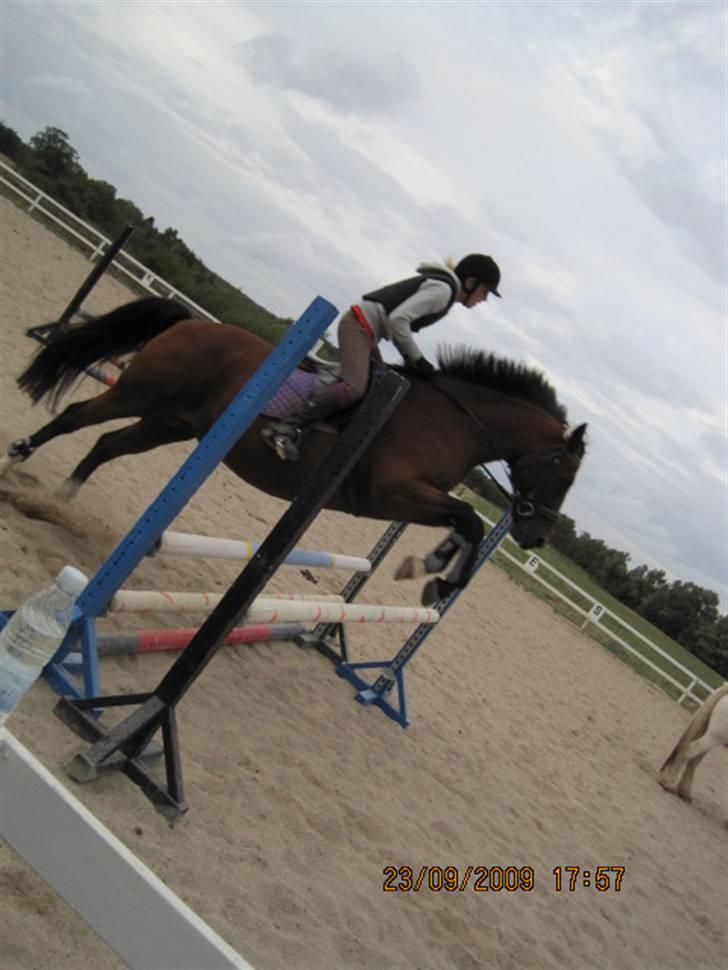 Dansk Varmblod  Uniqe - Bedste ven- SAVN - Uniqe og jeq springer 80 cm <3 foto : misse i år 2009.  billede 19