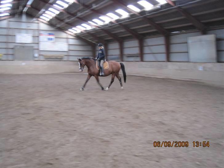 Dansk Varmblod  Uniqe - Bedste ven- SAVN - Ham den flotte, og jeg rider dressur inde i ridehuset <3 Foto Misse o9<3 billede 20