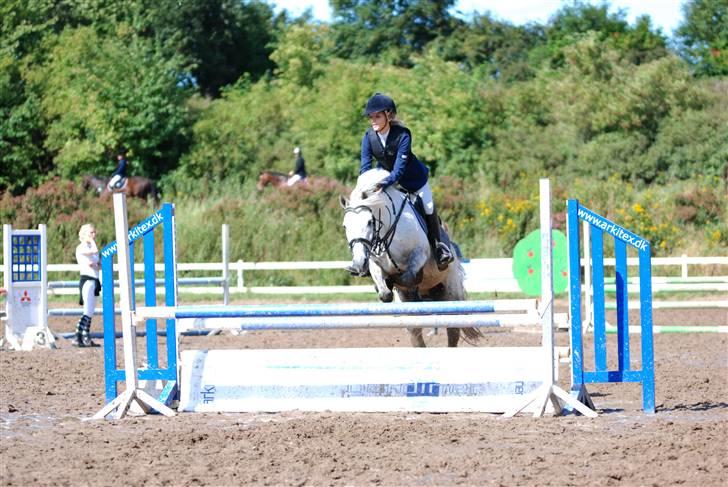 New Forest Rødtjørns Bellis *tidligere hest* - Jubii SPRING!<3(: billede 6